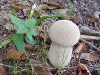 Herfst!