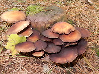 Herfst!