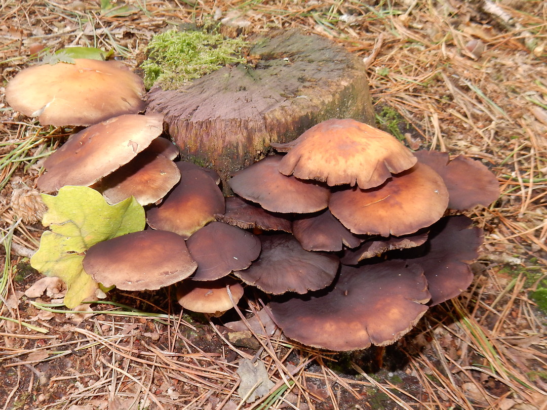 Herfst!