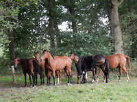 Prachtige paarden!