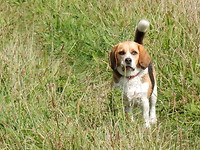Wilde hond!