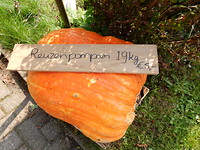 Gigantische pompoen!