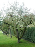 Nog wat rode appeltjes in de bomen!