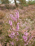 Bloeiende Heide!