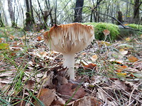 Herfst!