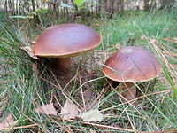 Herfst!