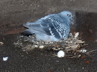 Een broedende duif in de tunnel!