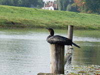 Aalscholver!
