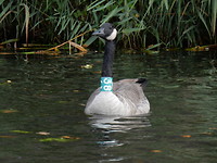 Geringde Canadese gans!