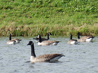 Riviertje De Dommel!
