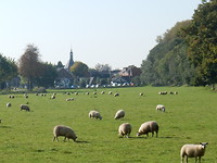 Wolletjes met op de achtergrond Heukelum!