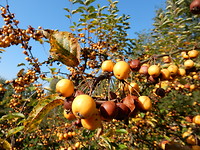 Herfst!