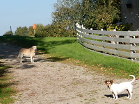 Twee waakhonden!