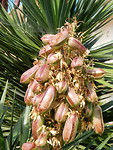 Yucca met bloem/vrucht?
