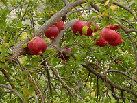 Granaatappels!