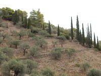Olijfbomen en Cyprussen!