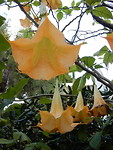 Datura!