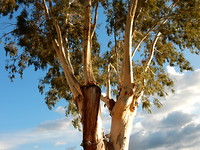 Eucalyptus bomen!