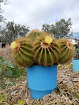 Bloeiende cactussen!
