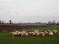 Wolletjes!
