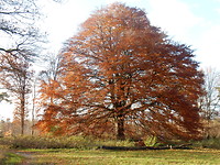 De Kathedraal van het Loonsche Land!