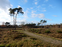 De heidevelden!