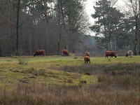 Schotse Hooglanders!
