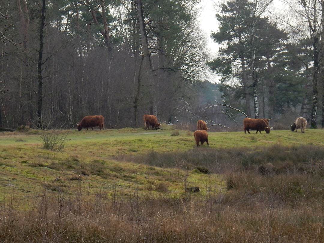 Schotse Hooglanders!