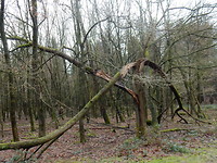 Gebroken boom!