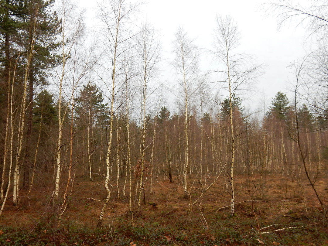 Ielige bomen!