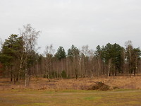 Wat een geboom over bomen!