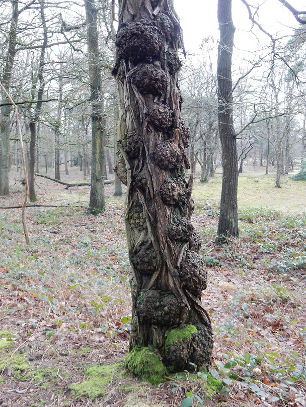 Bultige boom!