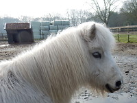 En de laatste uit het paardendorp Cromvoirt!