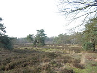 Galderse Heide!