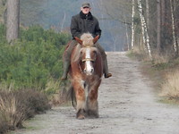 Het trekpaard met de oude baas!