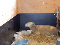 Net geboren!