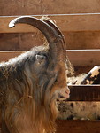 Bok!