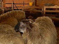 Schoonenbeker schaap!