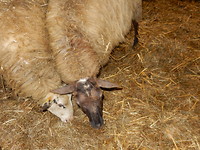 Beetje eten!