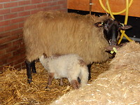 Beetje drinken!