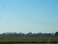 Zwermen vogels boven het land!