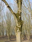 Aparte bomen!