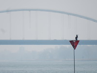 Aalscholver!