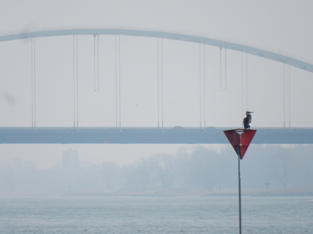 Aalscholver!