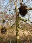 Maretak, ook wel mistletoe genoemd!