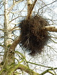 Leeft op zijn gastheer de boom!