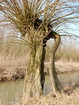Oude wilgen!