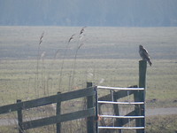 Eenzame roofvogel!
