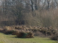 Grienden!