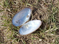 Zoetwatermossel!